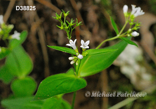 Purple Bluet (Houstonia purpurea)